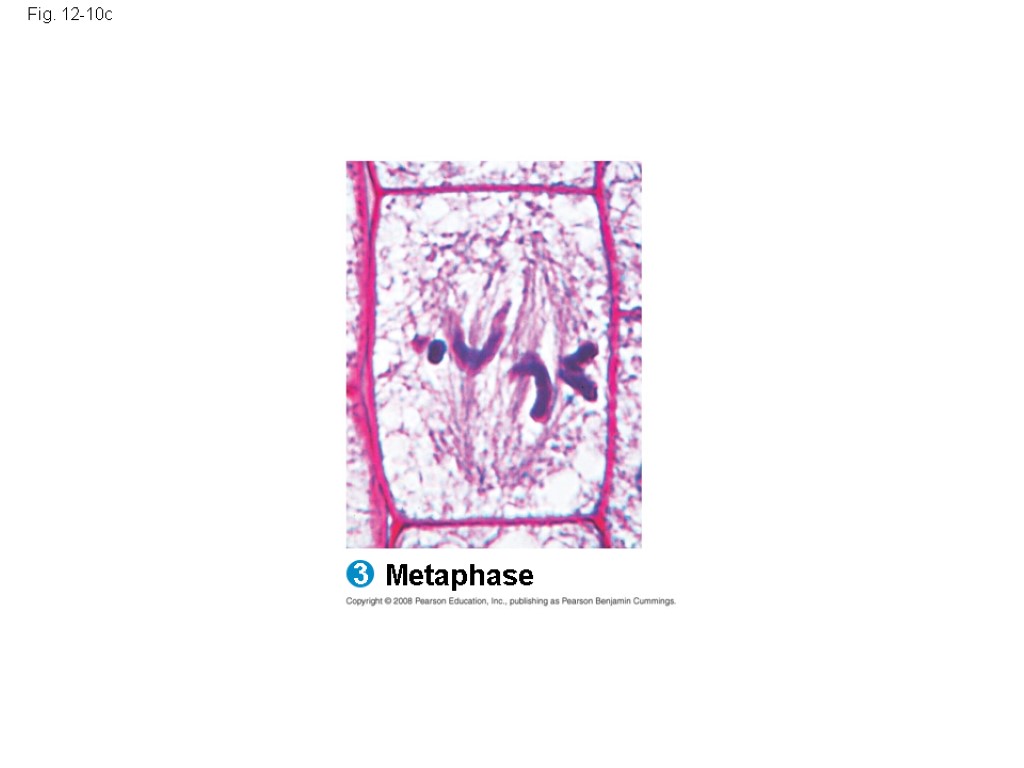 Fig. 12-10c Metaphase 3